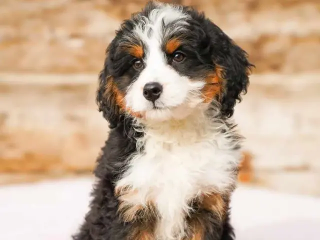 Bernedoodle Pros & Cons