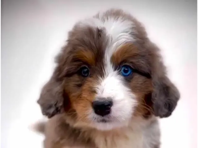 puppy