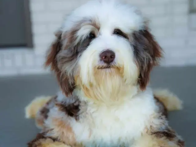 white doodle with brown patches