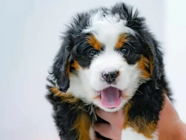 new pup