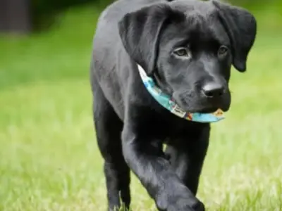 Labrador Retriever