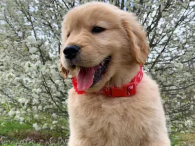 Golden Retriever
