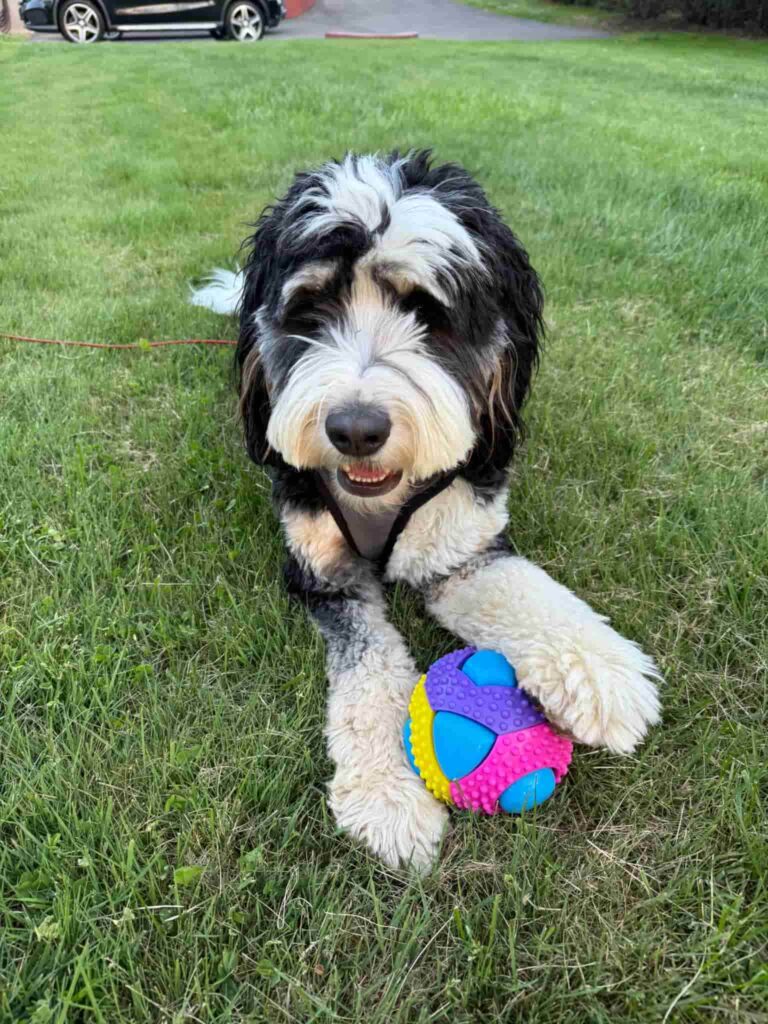 bernedoodle playing with ball