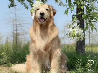 Golden Retriever1