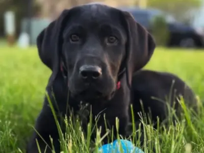Labrador Retriever1