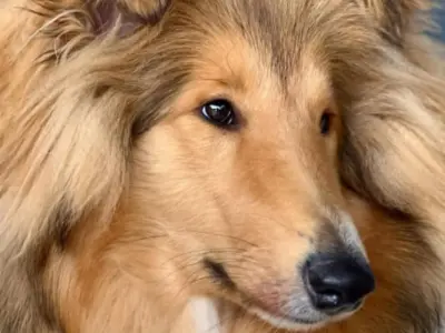 Collie 1