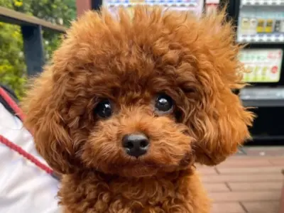 poodle 1