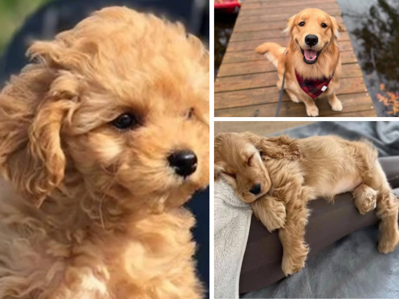 16 Best Dogs for Kids