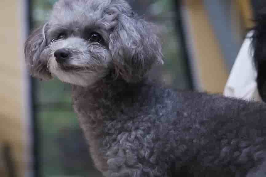 a cute grey bernedoodle