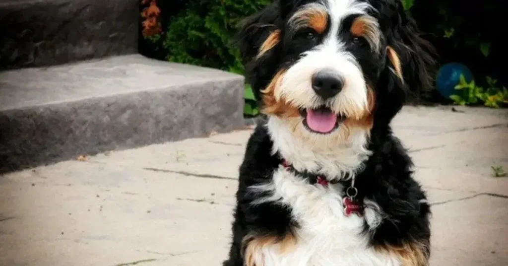 white and brown bernedoodle