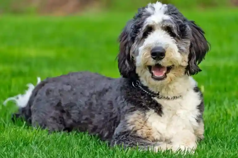 bernedoodle sitting in a ground