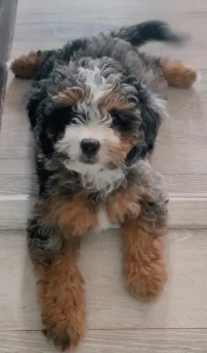 a bernedoodle laying on floor
