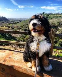 walk is must for the pet dog