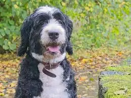happy doodle in outdoor