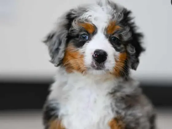 brown and grey bernedoodle