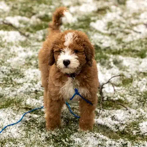How to Care for A Bernedoodle Puppy