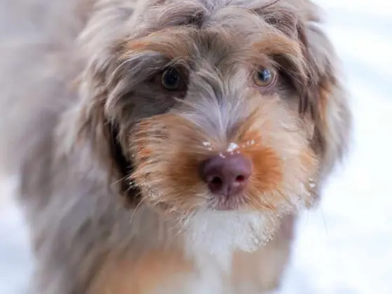 colorful bernedoodle