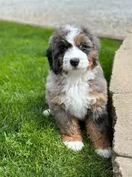 cute puppy