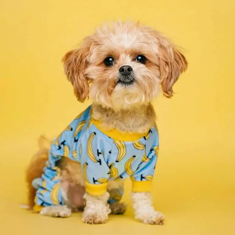 puppy in dress