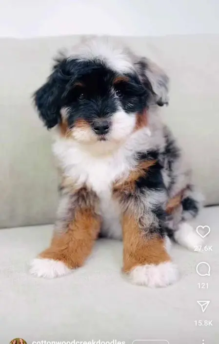 bernedoodle pup sitting on a sofa
