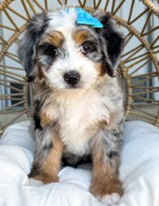 cutie pup