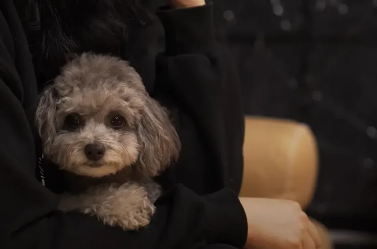 Tiny (toy) bernedoodle