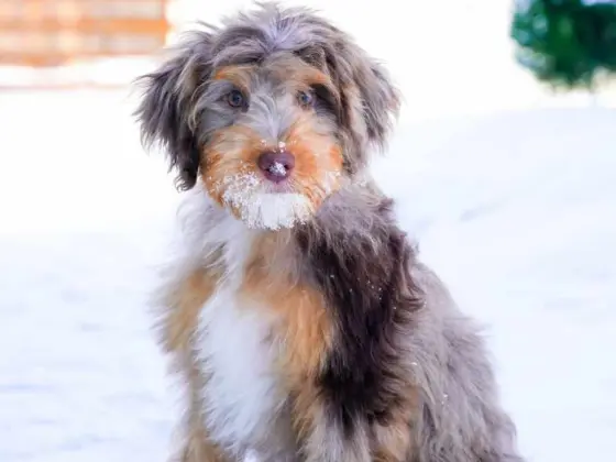 doodle needs grooming