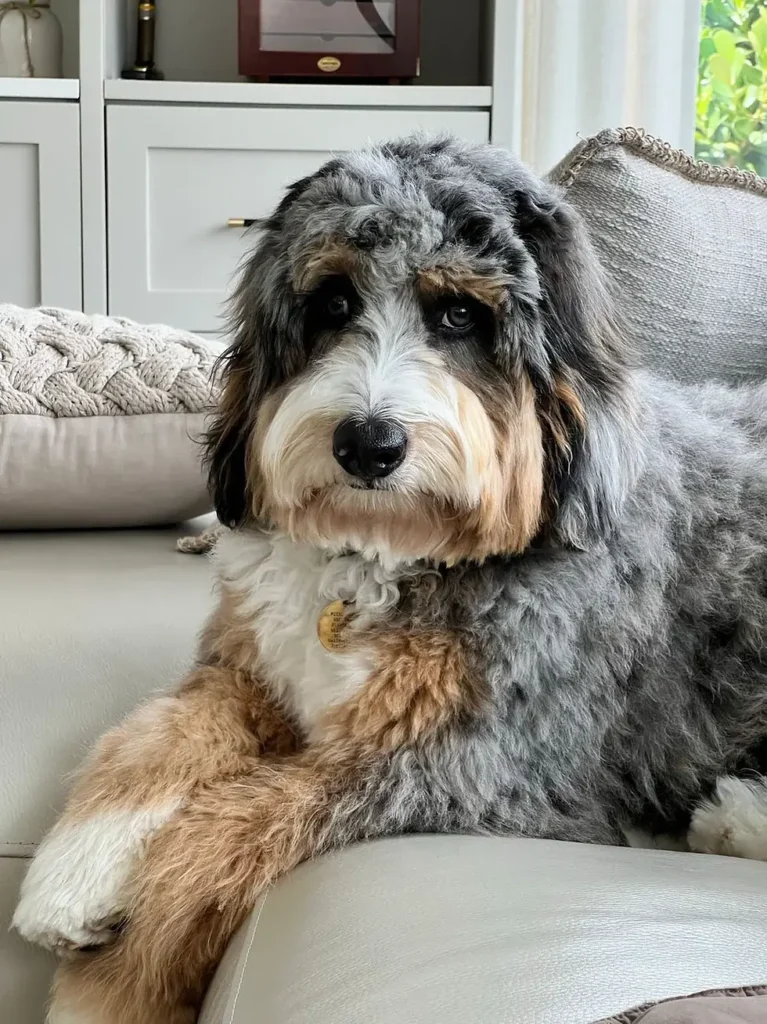 my doodle resting on sofa