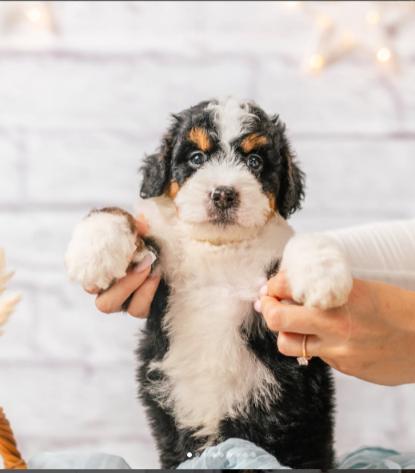 cute puppy bernedoodle standing on two feet