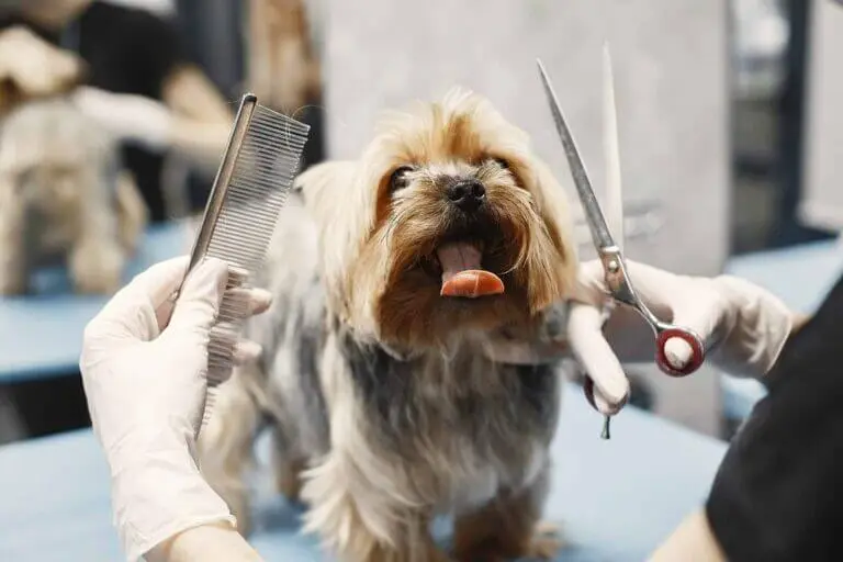 keep your dog clean