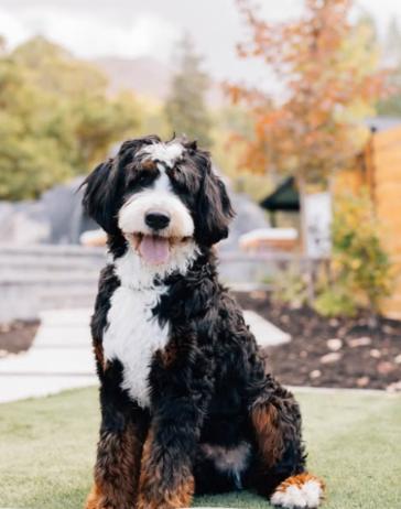 large bernedoodle