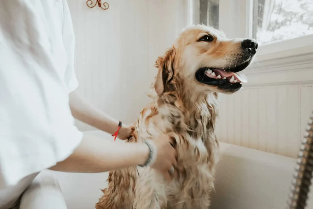 giving bath to the pet