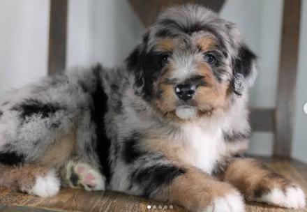 lovely bernedoodle