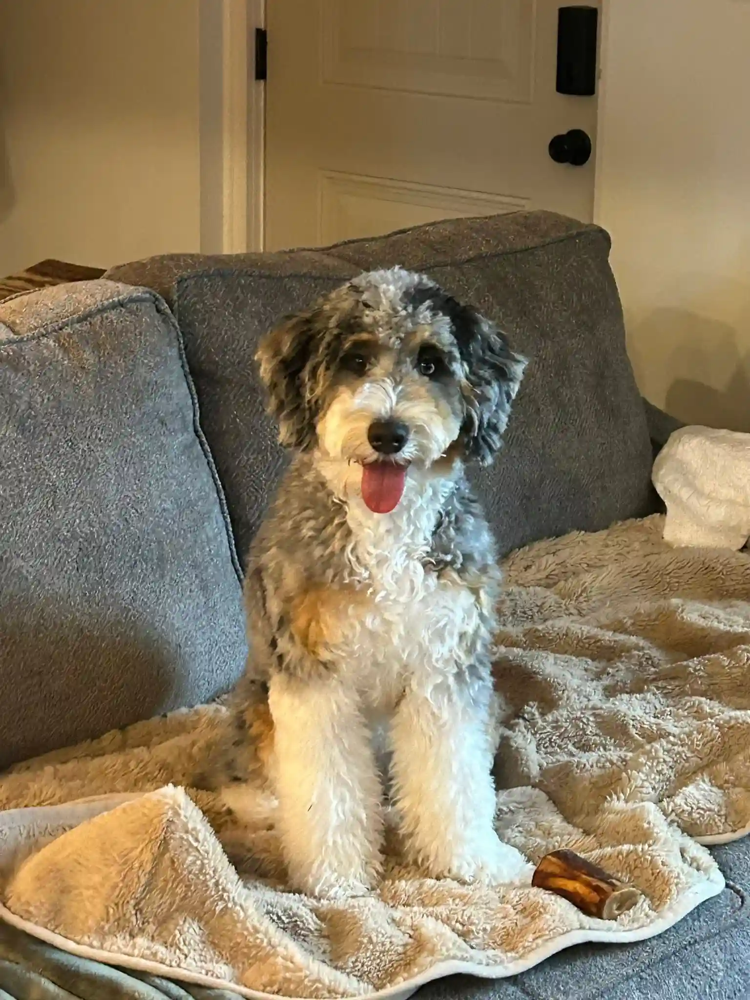 mini bernedoodle