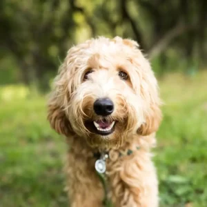 mini bernedoodle