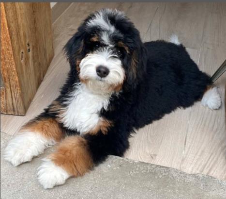 moody bernedoodle