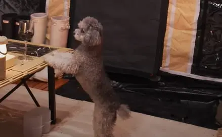 brown playful doodle