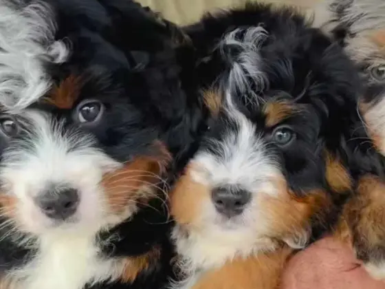puppies