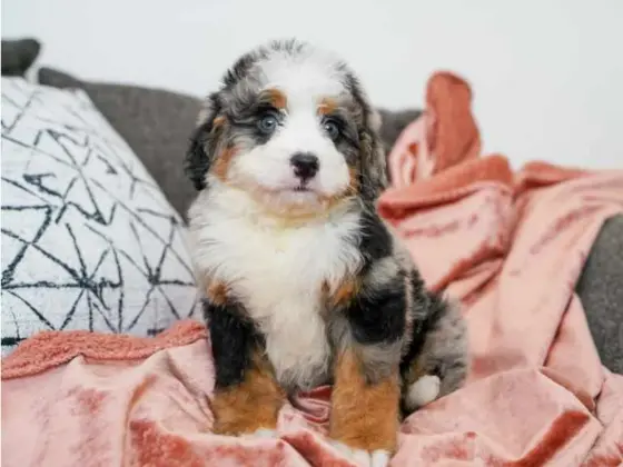 puppy sitting on pink rug