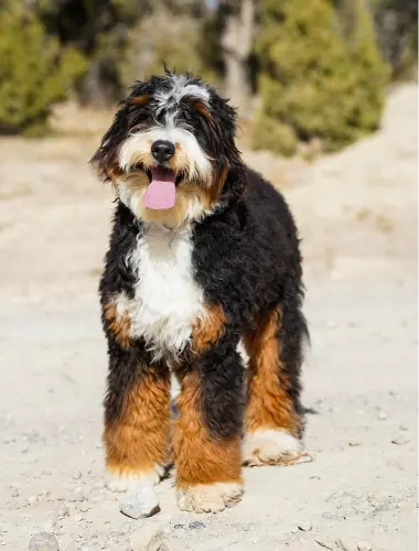 rescue a bernedoodle Bernedoodle Puppies