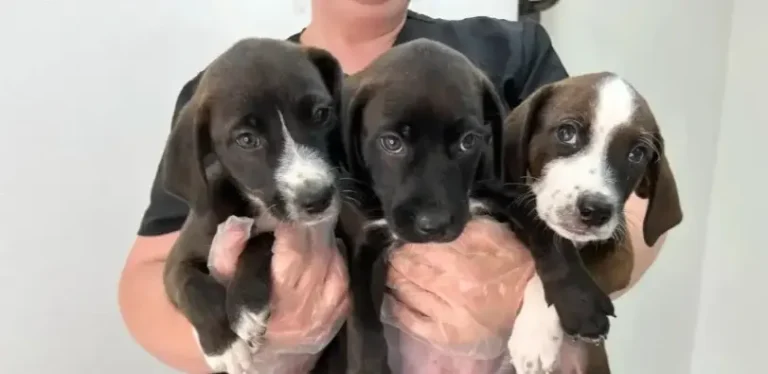 Heartwarming Dog Rescue Stories: A Ukrainian War Dog and a Mississippi Stray Find Safety