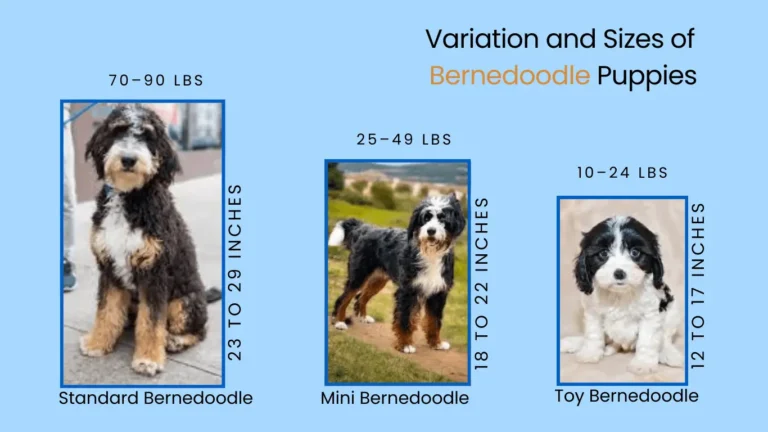 Bernedoodle Size Guide: Tiny, Mini, and Standard Bernedoodles Explained