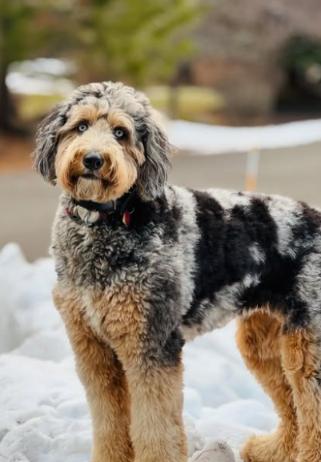 Bernedoodle Pros & Cons