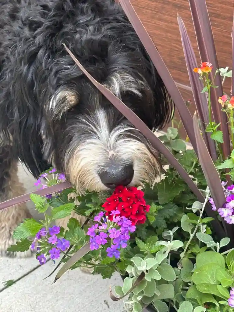 standard bernedoodle