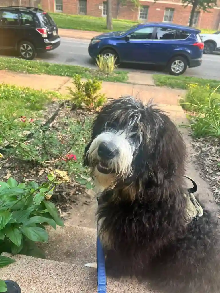 standard bernedoodle