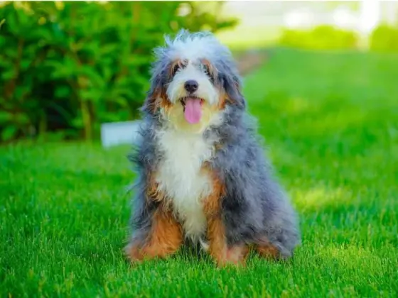 standard bernedoodle in a park