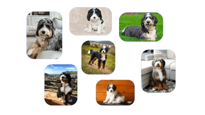 Rescue bernedoodle
