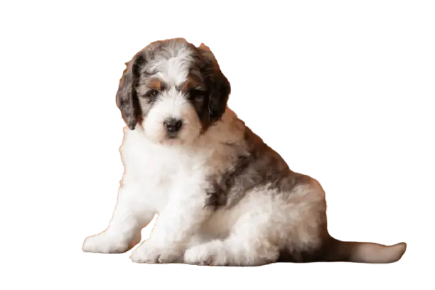 pet dog