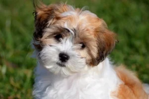 tiny bernedoodle