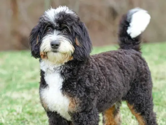 well groomed bernedoodle